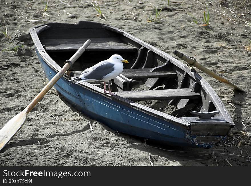 Sea gull enjoys the view of San Francisco harbour from a small row boat.