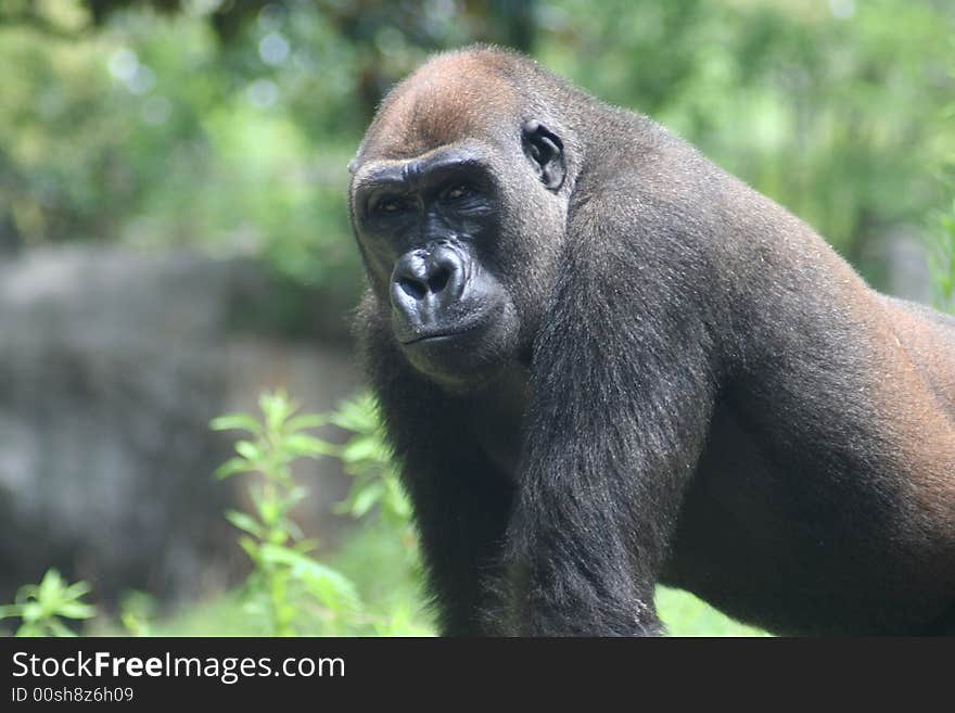 Gorilla Portrait