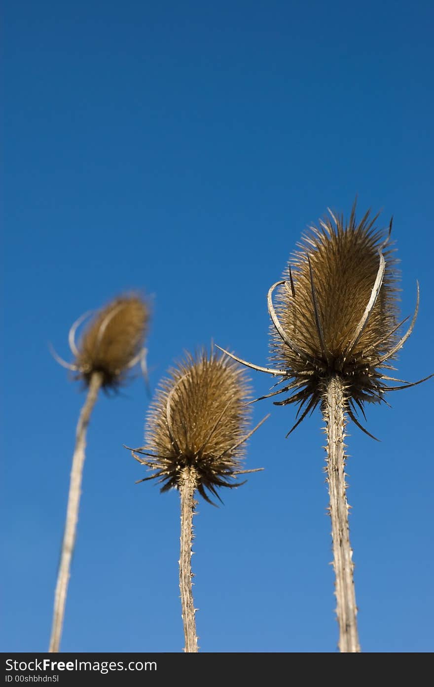 Spear thistles against a blue sky.  Cirsium Vulgare