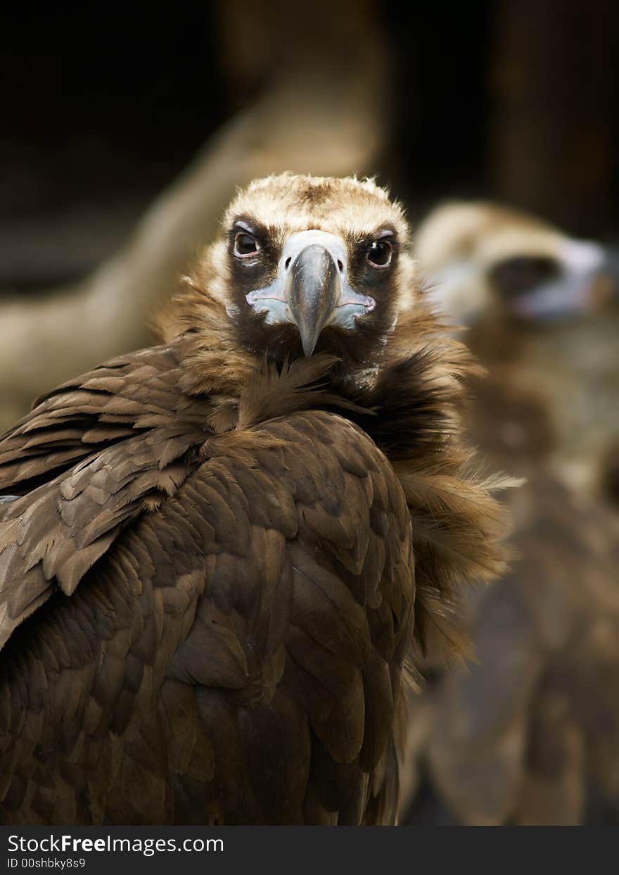 Portrait of a gryph on  blured background