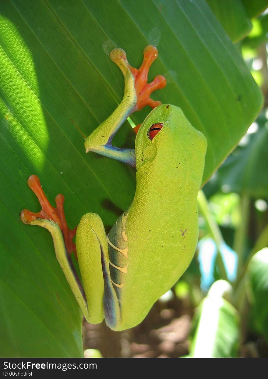 Red eyed tree frog hanging on a leaf. Red eyed tree frog hanging on a leaf