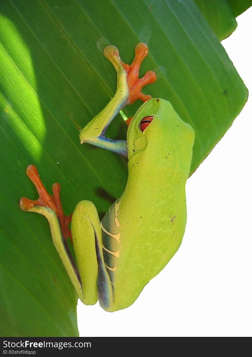 Red eyed tree frog hanging on a leaf on a white background. Red eyed tree frog hanging on a leaf on a white background