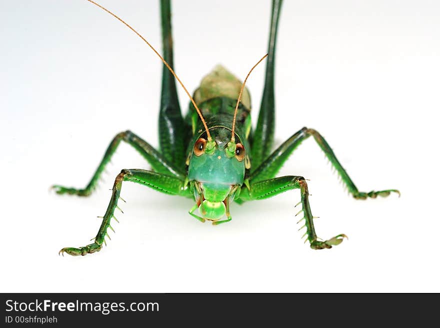 Obverse katydid