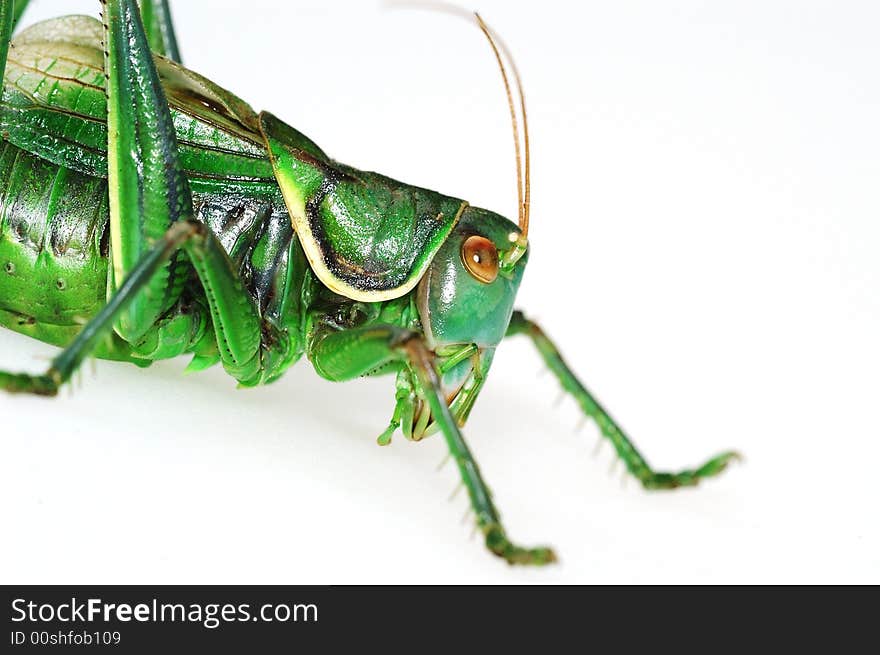 Close-up Katydid