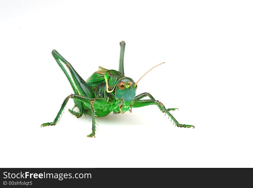 Katydid pose