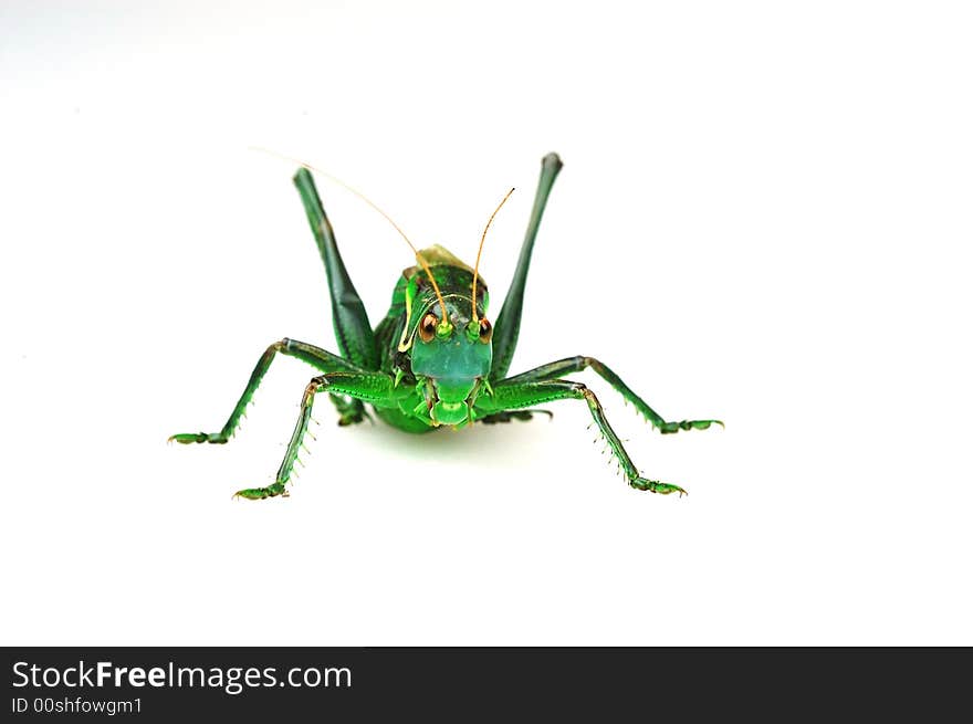 Obverse katydid pose