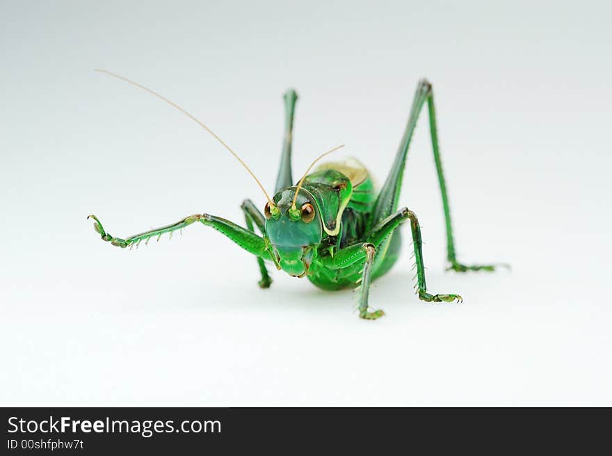 Protend leg katydid