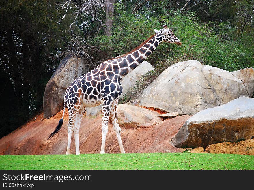 A single Giraffe walking in front rocks.