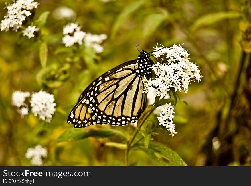 Buterfly Monarca