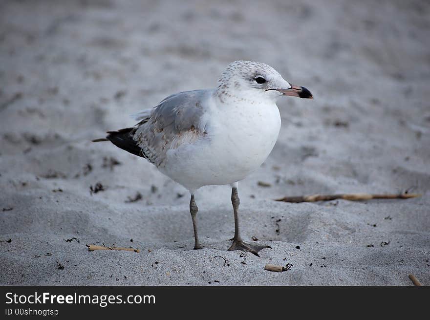 Seagull looking for food on the beach.