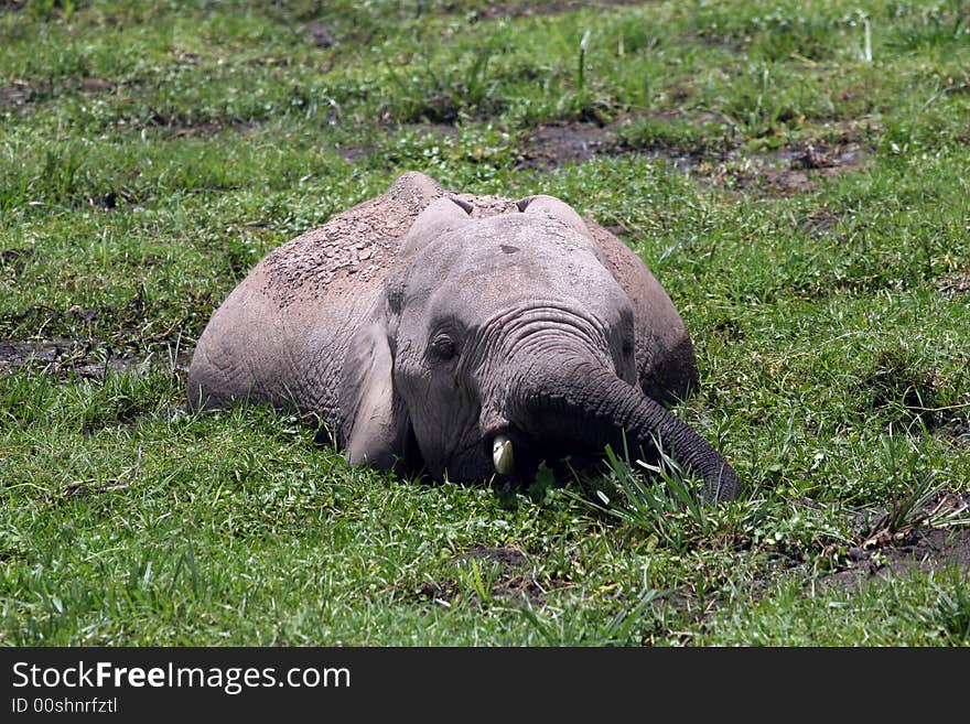 Elephant In Amboseli