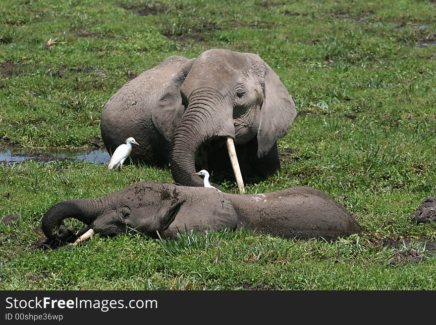 Elephant in the swamp