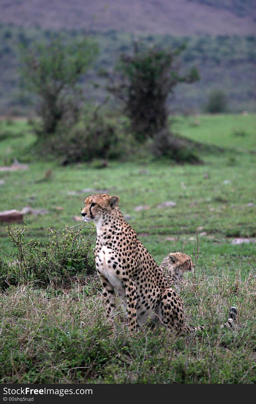 Cheetah hunting