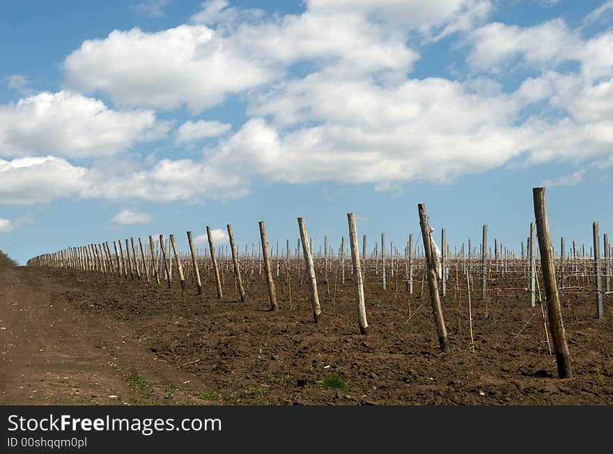 Young Grape Seedling