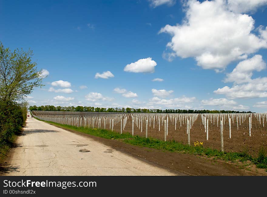 Young Grape Seedling