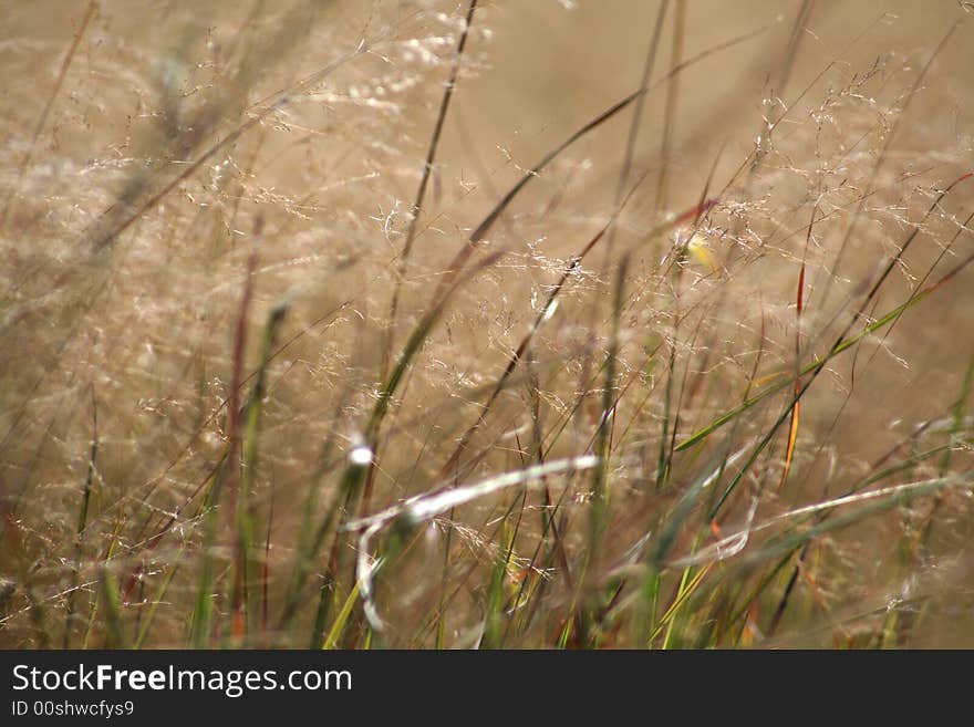 Grassy Meadow