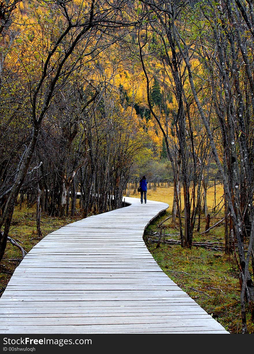 Autumn Path