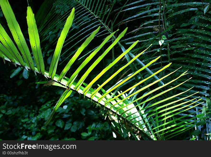 Leaf in sunshine