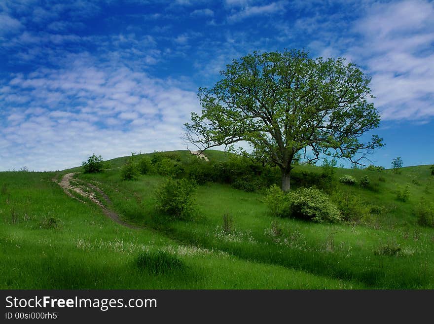 Large Oak tree with blue sky and a trail. A kettle Morain in the middle of summer. Sharp focus over the entire image. Comments welcome. Large Oak tree with blue sky and a trail. A kettle Morain in the middle of summer. Sharp focus over the entire image. Comments welcome.