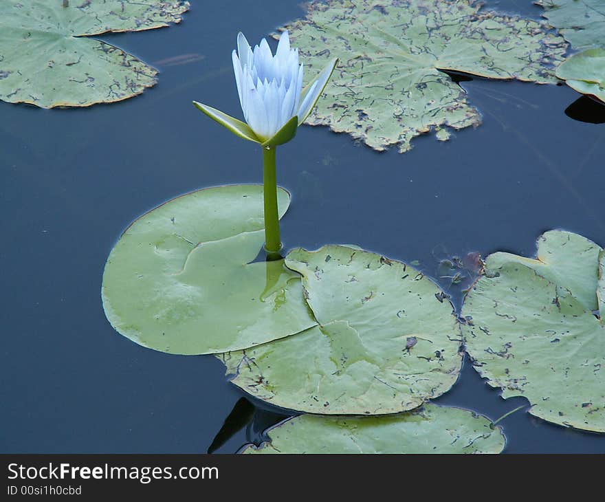 Water Lilly