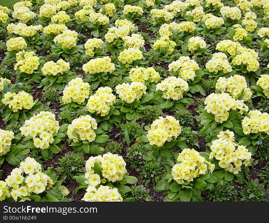 A bed of pretty yellow winter flowers. A bed of pretty yellow winter flowers.