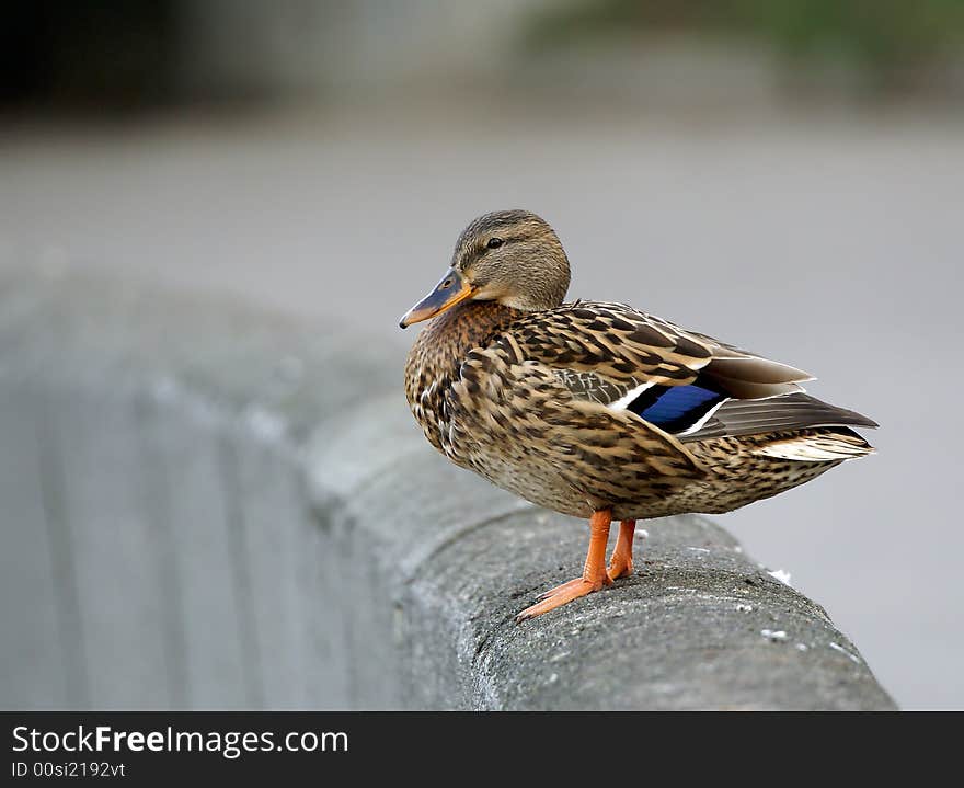 City brown duck