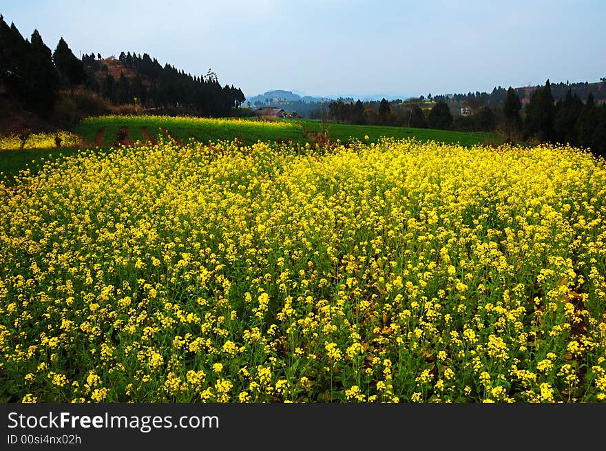 The Rape Flower In Early Spring