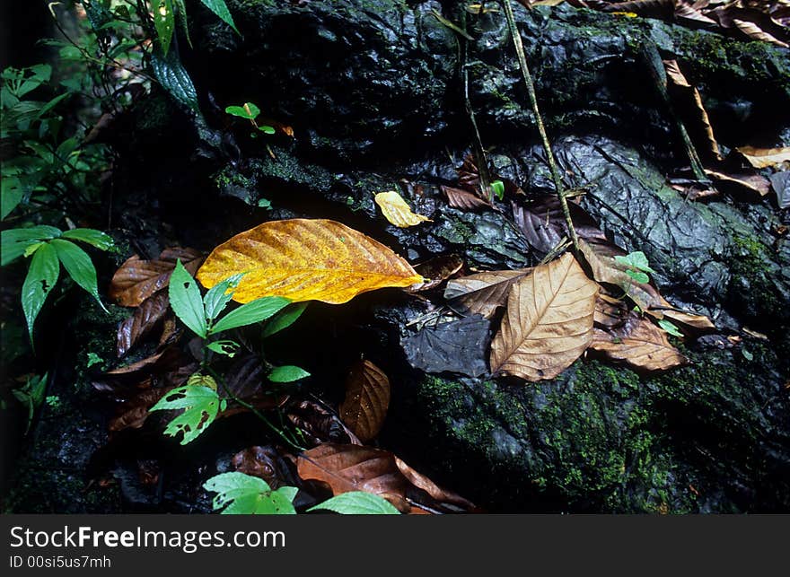 Defoliation In Forest