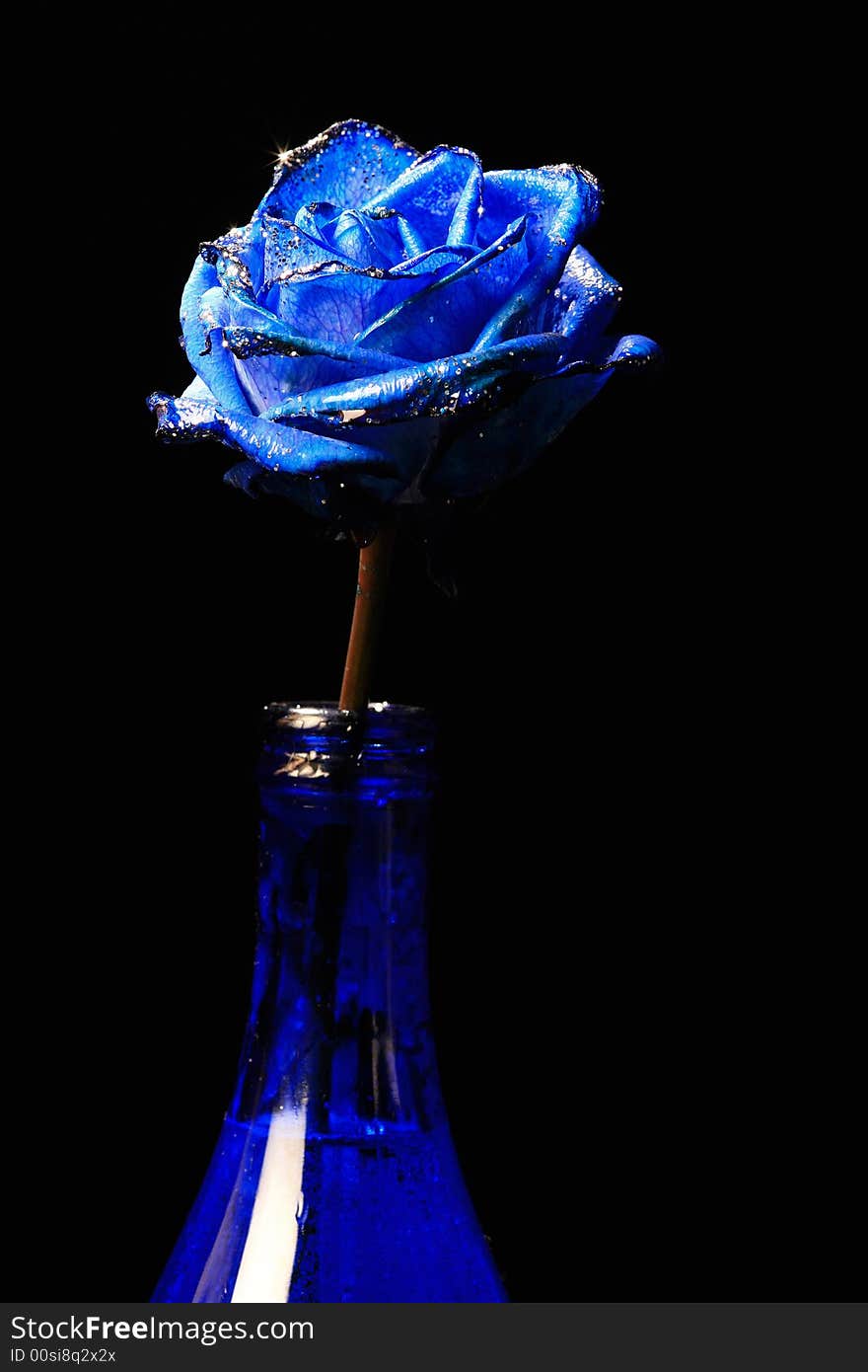 Macro shot of a blue rose in ablue vase. Macro shot of a blue rose in ablue vase