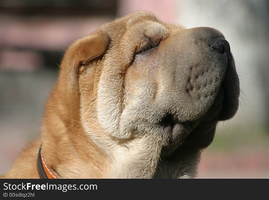 Shar-pei