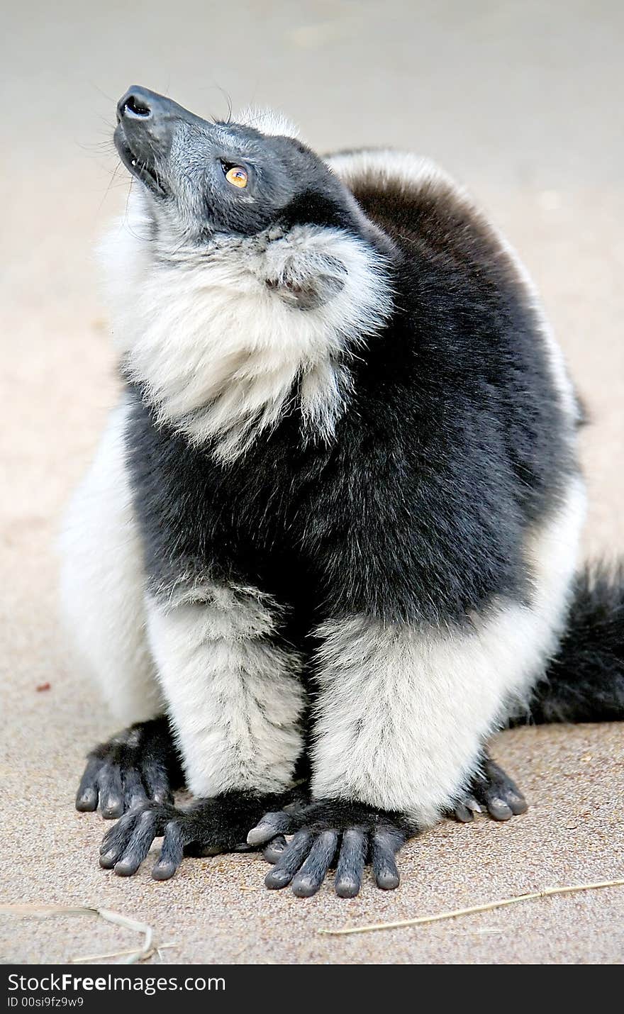 White-belted ruffed lemur 2