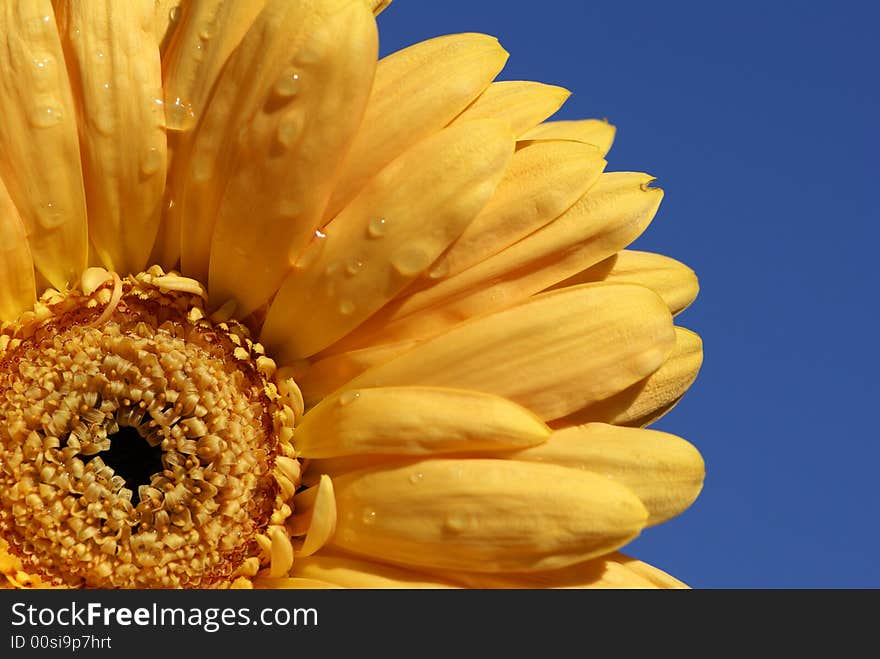 Bright gerbera daisy with droplets