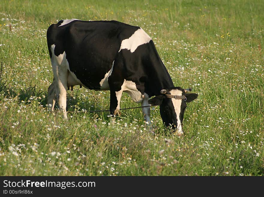 The cow grazed on a meadow. The cow grazed on a meadow