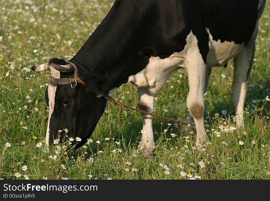 The cow grazed on a meadow. The cow grazed on a meadow