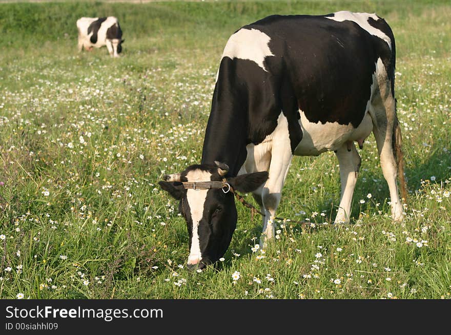 Two cows grazed on a meadow