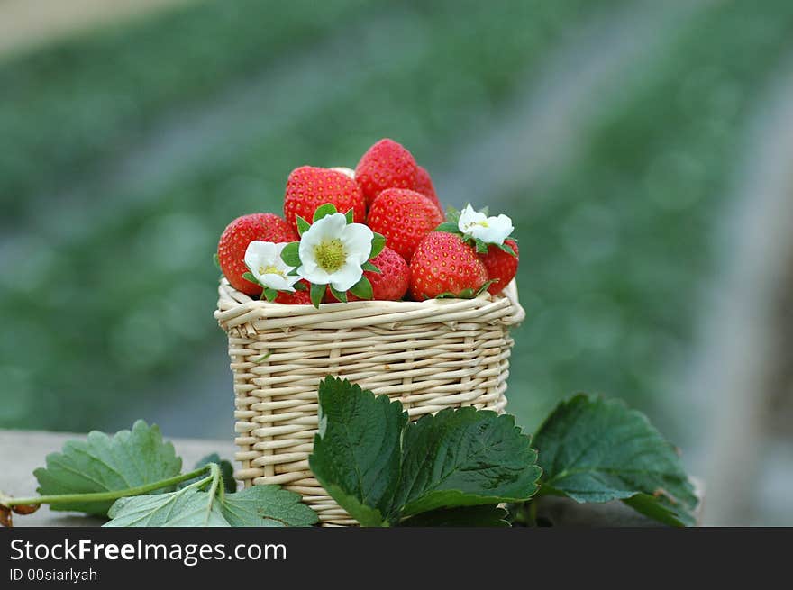 Strawberry in a basket,shot in guangzhou,China. Strawberry in a basket,shot in guangzhou,China