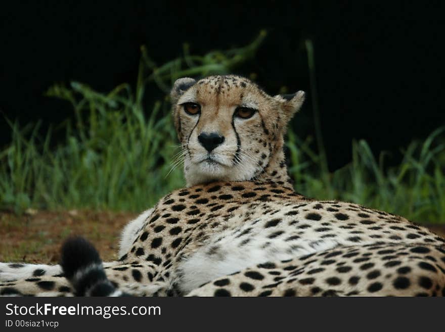 Cheetah is showing teeth and I was barely 2 feet away from the predator, obviously little scared