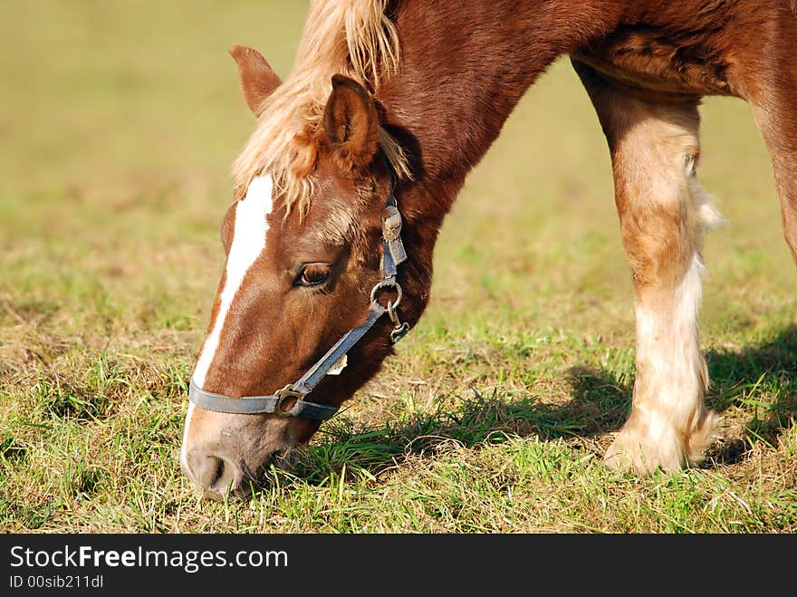 Portrait of horse grazing on a meadow. Portrait of horse grazing on a meadow