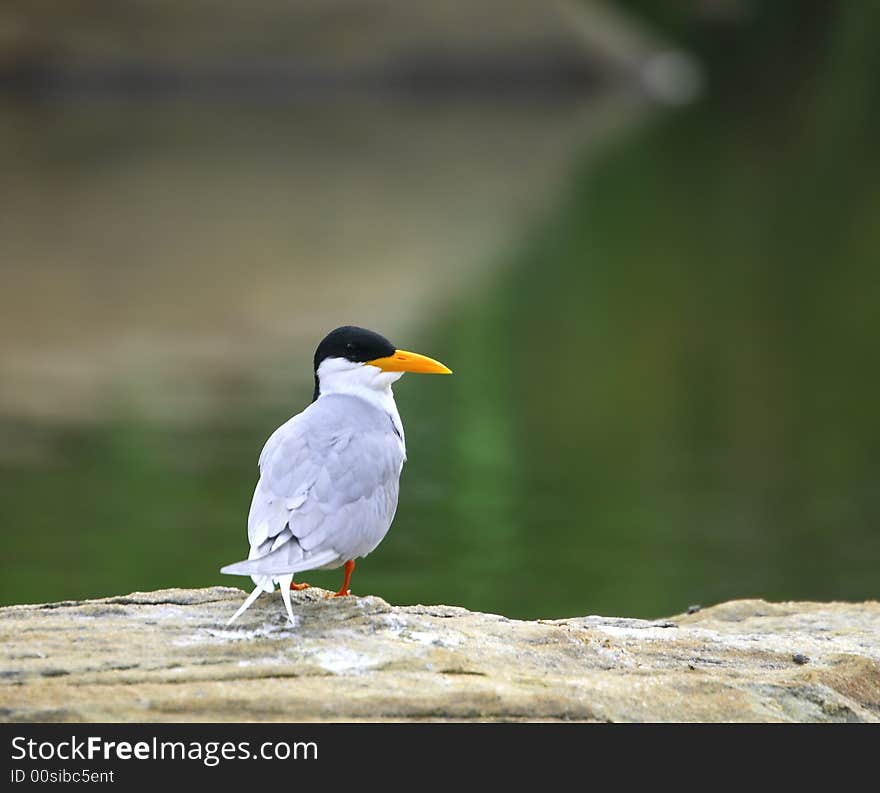 River Tern (Sterna aurantia) is a bird in the tern family . It is a resident breeder along inland rivers from Iran east through Pakistan into India and Myanmar to Thailand, where it is uncommon. Unlike most Sterna terns, it is almost exclusively found on freshwater, rarely venturing even to tidal creeks.