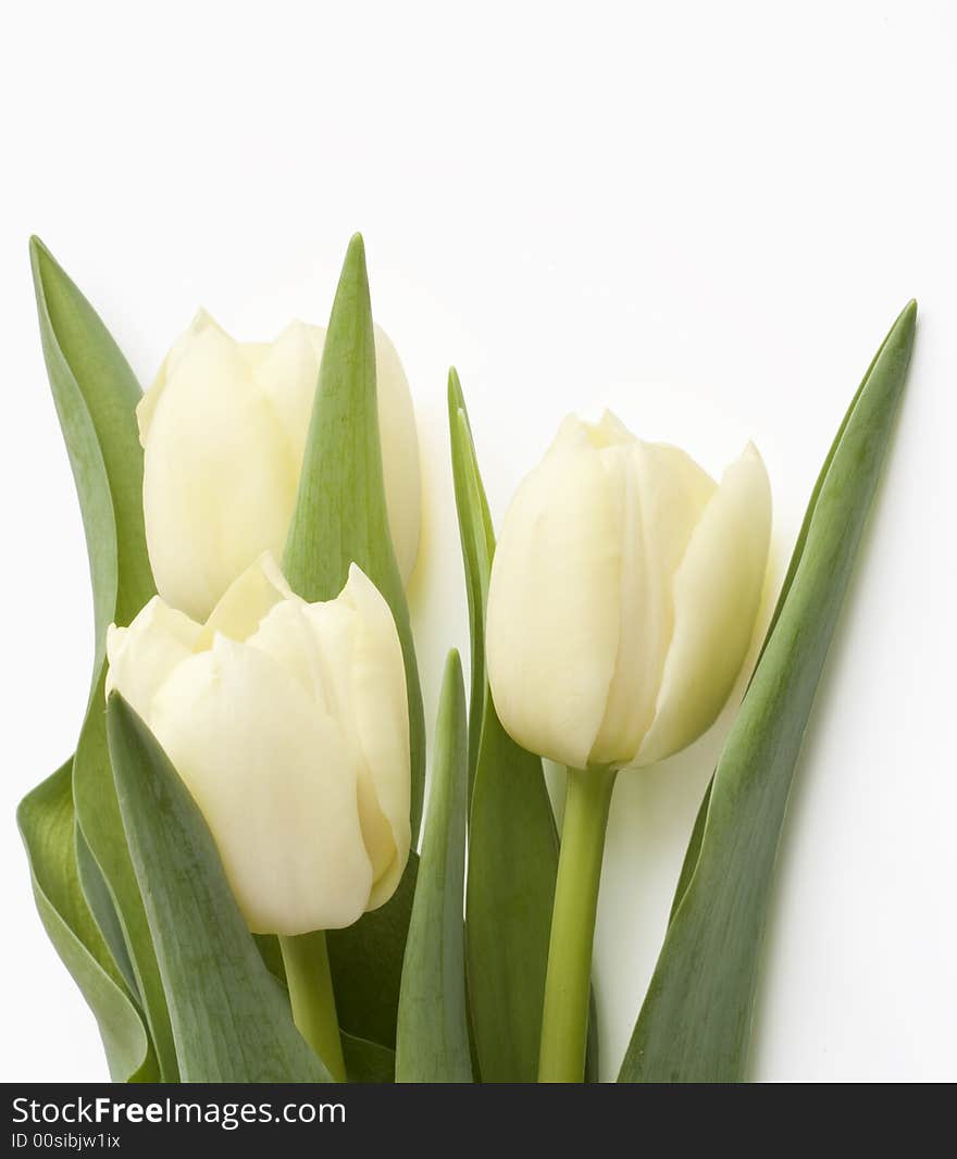 Bouquet Of Tulips Isolated On White