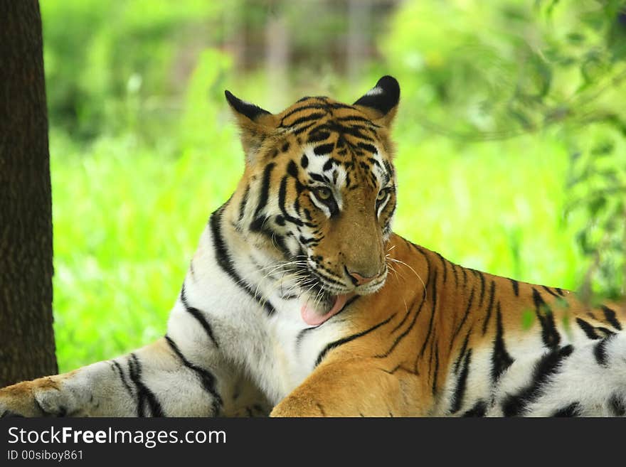 Tiger is licking the lips in the meadow