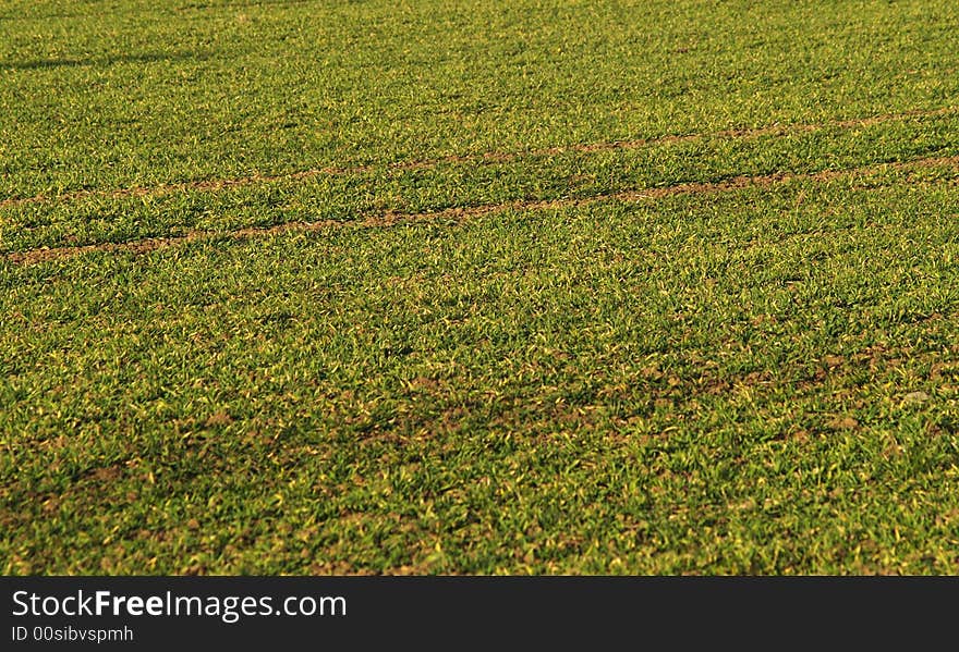 New growing corn in spring. New growing corn in spring