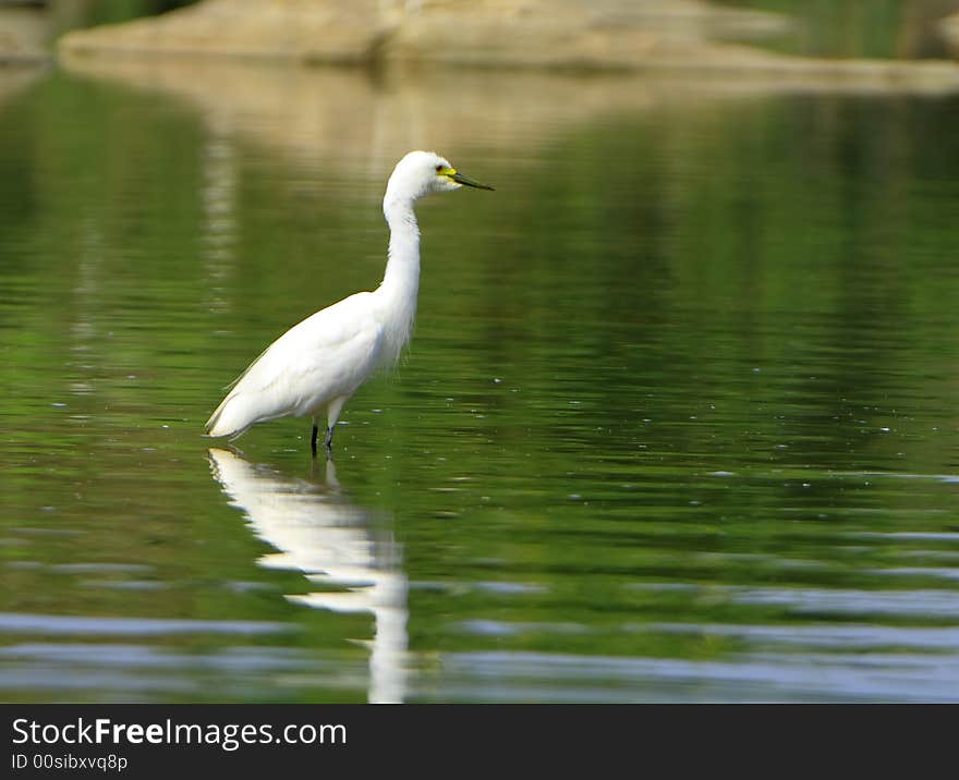 Egret standing on the green water and reflection is also visible