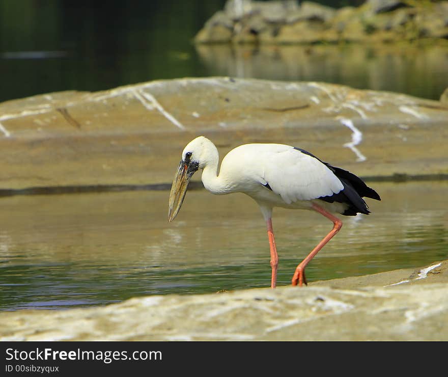 Open bill Stork is strolling around for food