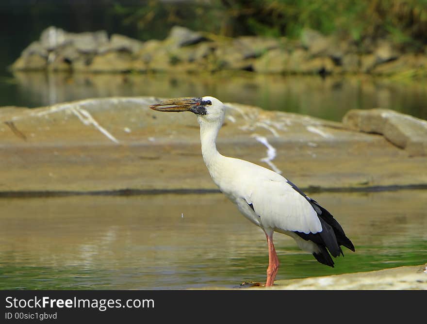 Open bill Stork is strolling around for food