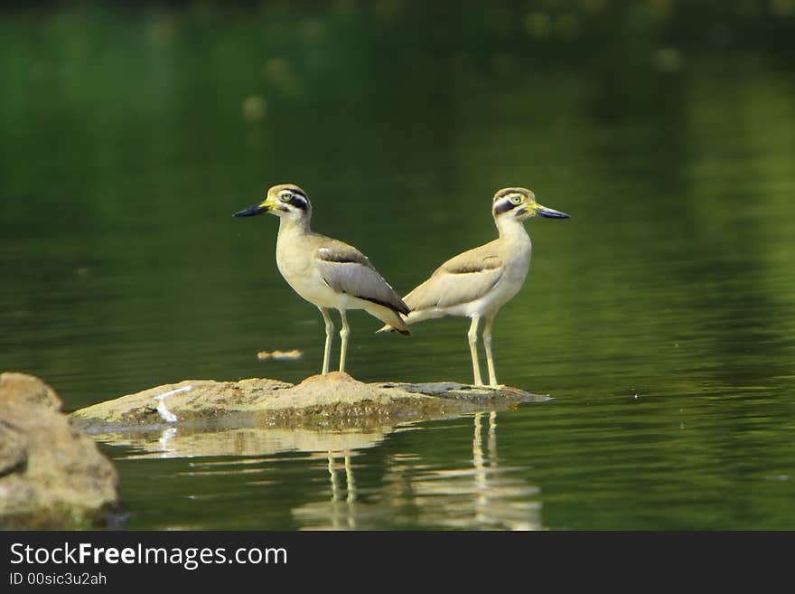 Two heron are standing on the stone. Two heron are standing on the stone