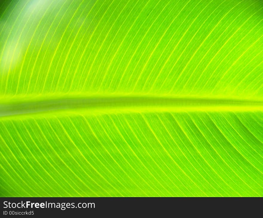 Illuminated banana leaf, bright green with veins showing. Illuminated banana leaf, bright green with veins showing.