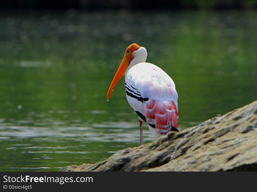 Painted Stork are strolling around for food. In this image it has just took its beak out of the water.