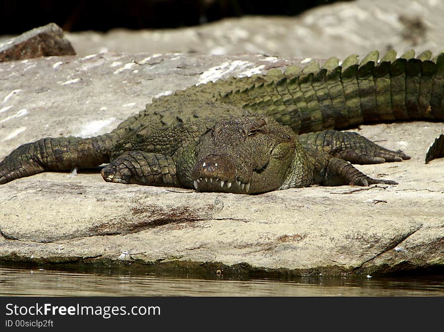 This crocodile was just is enjoying the early morning sun. The Slow and Silent movement is dangerously amazing