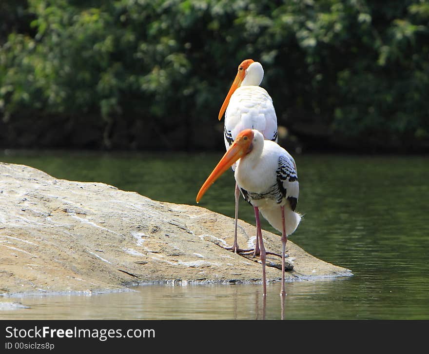 Painted Storks are strolling around for food.